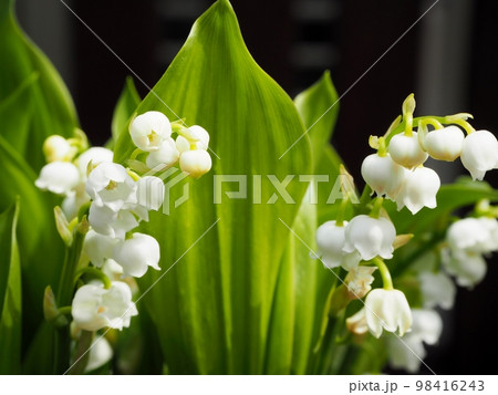 すずらんの花 98416243