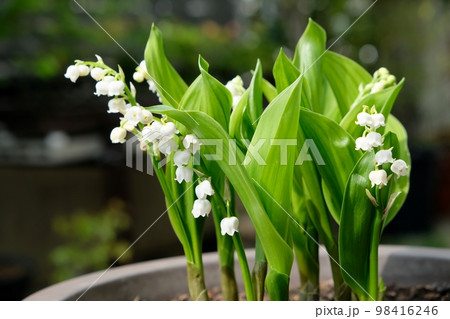 すずらんの花 98416246