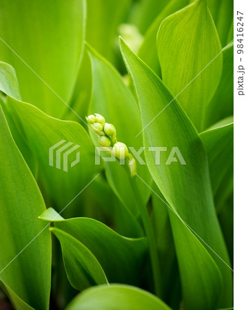 すずらんの蕾 すずらんの蕾 98416247