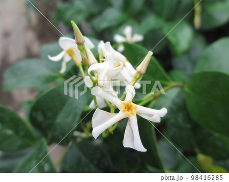 テイカカズラの花 98416285