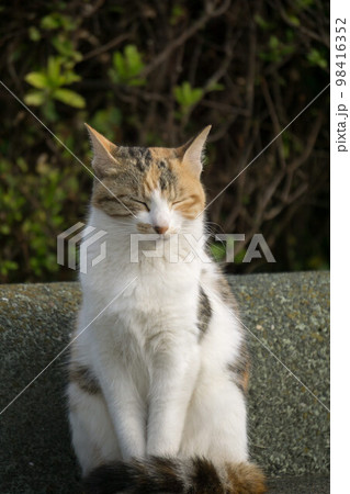 居眠りする野良猫 居眠りする野良猫 98416352