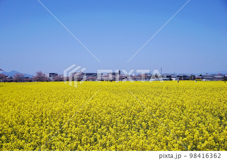菜の花と桜, 藤原宮跡菜の花花園, 橿原市, 奈良県, 日本 菜の花と桜, 藤原宮跡菜の花花園, 橿原市, 奈良県, 日本 98416362