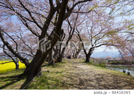 桜咲く藤原宮跡菜の花花園, 橿原市, 奈良県, 日本 98416365
