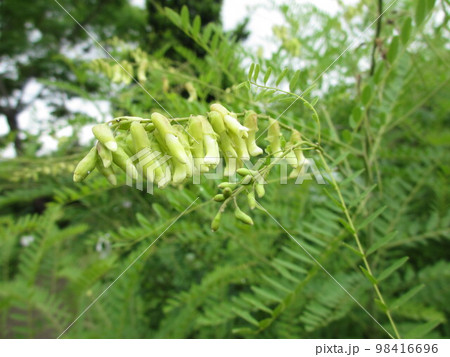 薬草の花・クララ 薬草の花・クララ 98416696