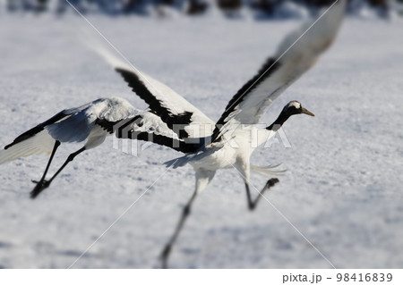 たんちょう（丹頂） 98416839