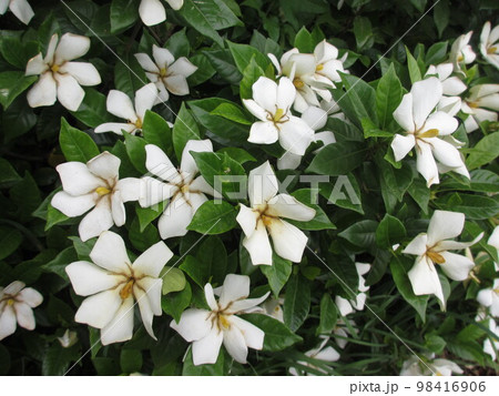 クチナシの花2 98416906
