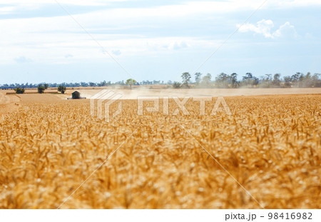 Time to harvest! Beautiful view of the work of the combine harvesting wheat. Harvester machine. Time to harvest! Beautiful view of the work of the combine harvesting wheat. Harvester machine. 98416982