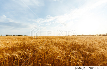 Backdrop of ripening ears of yellow wheat field on the sunset orange sky background. Idea of a rich harvest. Backdrop of ripening ears of yellow wheat field on the sunset orange sky background. Idea of a rich harvest. 98416997