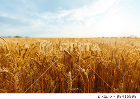 Backdrop of ripening ears of yellow wheat field on the sunset orange sky background. Idea of a rich harvest. 98416998