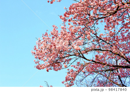 ＜春イメージ＞野鳥がとまる満開の寒緋桜 98417840