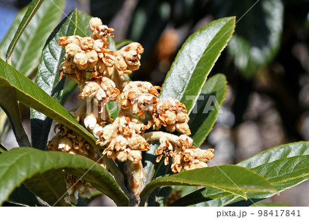 ビワの蕾と花の咲き始め ビワの蕾と花の咲き始め 98417841