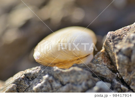 海岸に転がってる貝殻たち 海岸に転がってる貝殻たち 98417914