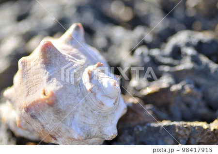 海岸に転がってる貝殻たち 海岸に転がってる貝殻たち 98417915