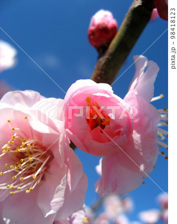 梅の花 梅の花 98418123