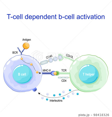 T helper and b-cell. Receptors on surface of white blood cells. 98418326