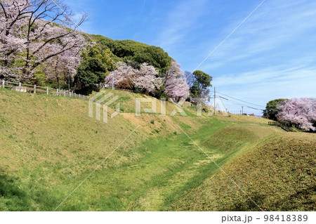 小牧市　小牧山史跡公園の土塁と満開の桜 98418389