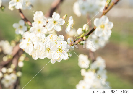 白いプルーンの花 98418650