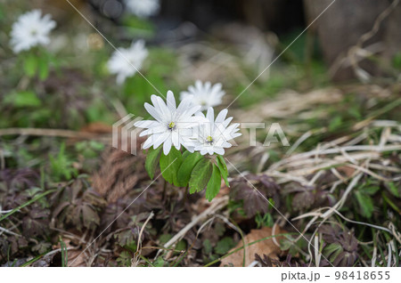 アズマイチゲ 98418655