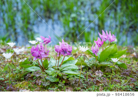 水辺に咲くカタクリの花 98418656