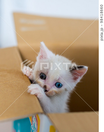 仔猫 生後4週間 保護猫 仔猫 生後4週間 保護猫 98418660