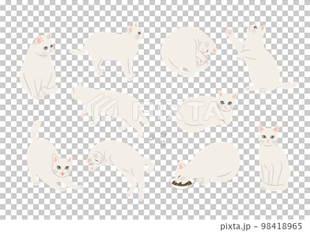 一隻白貓的各種姿勢的插圖 98418965