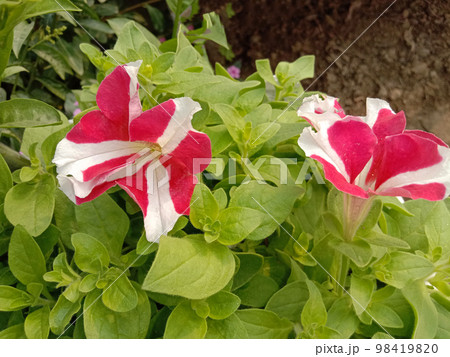 pink colored Surfinia flower on tree in farm for harvest pink colored Surfinia flower on tree in farm for harvest 98419820