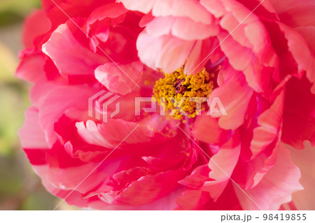 牡丹・花びら イメージ 牡丹・花びら イメージ 98419855