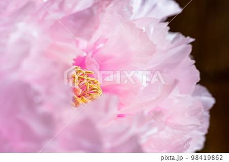 牡丹・花びら イメージ 98419862