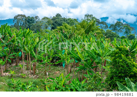 banana plantation on a farm in nature 98419881