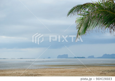 Selective focus on the coconut leaf on the beach with horizontal line of seascape in background Selective focus on the coconut leaf on the beach with horizontal line of seascape in background 98419883