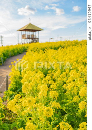 愛知牧場、満開の菜の花〈愛知県日進市〉 98419947