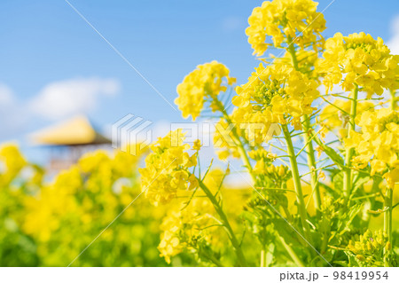 愛知牧場、満開の菜の花〈愛知県日進市〉 98419954