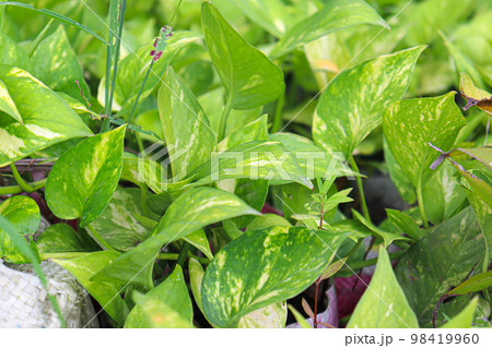 green colored epipremnum aureum tree stock on farm for harvest 98419960