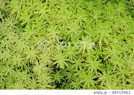 green colored sedum lineare tree stock on farm for harvest 98419962