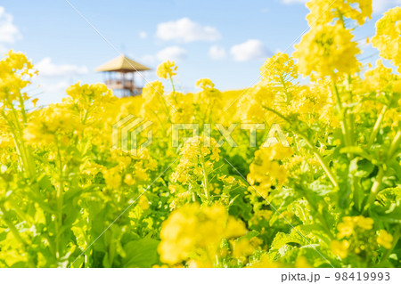 愛知牧場、満開の菜の花〈愛知県日進市〉 98419993