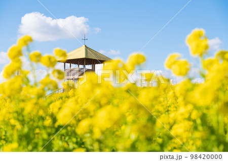 愛知牧場、満開の菜の花〈愛知県日進市〉 98420000