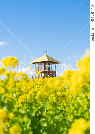 愛知牧場、満開の菜の花〈愛知県日進市〉 98420012