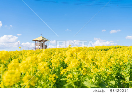 愛知牧場、満開の菜の花〈愛知県日進市〉 愛知牧場、満開の菜の花〈愛知県日進市〉 98420014