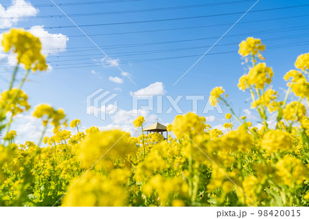 愛知牧場、満開の菜の花〈愛知県日進市〉 愛知牧場、満開の菜の花〈愛知県日進市〉 98420015