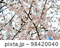 【東京】春の上野　曇天に映える満開の桜 98420040