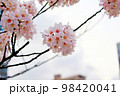 【東京】春の上野　曇天の都会の空に咲く桜 98420041
