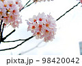 【東京】春の上野　曇天の都会の空に咲く桜 98420042