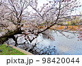 【東京】春の上野　不忍池に映える桜 98420044