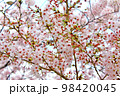【東京】春の上野　曇天に映える満開の桜 98420045