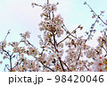 【東京】春の上野　雀がとまる不忍池の満開の桜 98420046