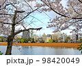 【東京】春の上野　不忍池に映える桜 98420049