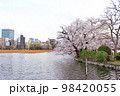【東京】春の上野　不忍池に映える桜 98420055