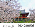 【東京】春の上野　清水堂の月の松と満開の桜 98420056