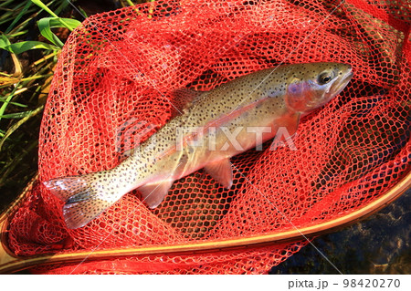 北海道 道東渓流 晩秋のニジマス 北海道 道東渓流 晩秋のニジマス 98420270