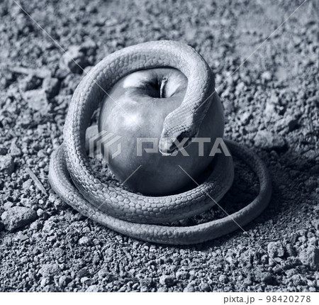 A snake wrapped around an apple as a symbol of temptation A snake wrapped around an apple as a symbol of temptation 98420278
